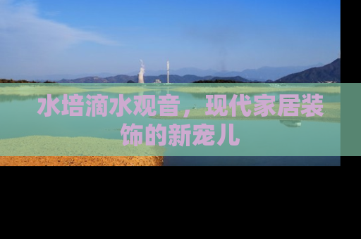 水培滴水观音，现代家居装饰的新宠儿