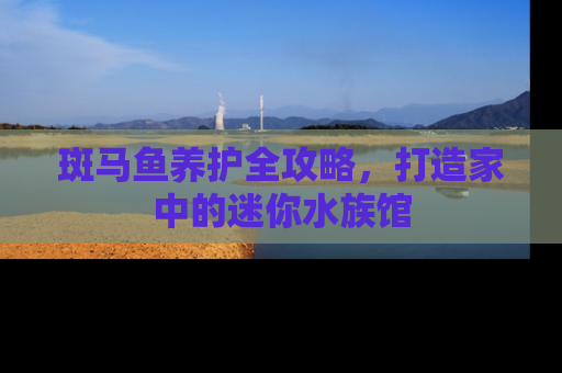 斑马鱼养护全攻略，打造家中的迷你水族馆