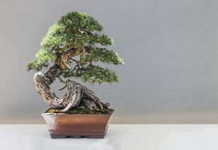 红豆杉根雕，自然与艺术的完美融合